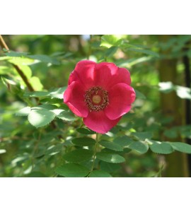 R. Moyesii