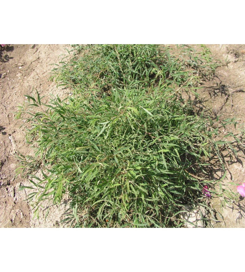 R. Multiflora watsoniana (The bamboo rose, Matsumura)