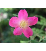 Rosa Pendulina (Rosa alpina, "Alpenrose")