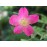 Rosa Pendulina (Rosa alpina, "Alpenrose")