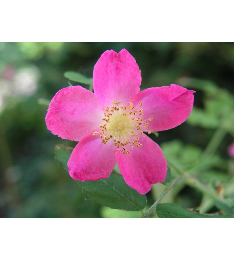 Rosa Pendulina (Rosa alpina, "Alpenrose")