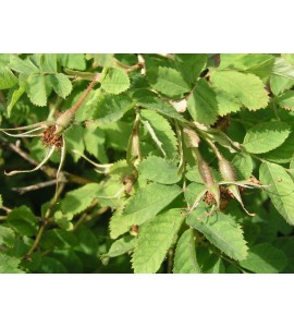 Rosa Pendulina (Rosa alpina, "Alpenrose")
