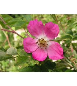 Rosa Pendulina (Rosa alpina, "Alpenrose")