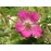 Rosa Pendulina (Rosa alpina, "Alpenrose")