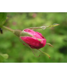 Rosa Pendulina (Rosa alpina, "Alpenrose")