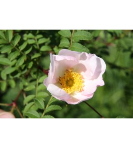 R. Roxburghii f. Normalis