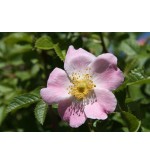 Rubiginosa