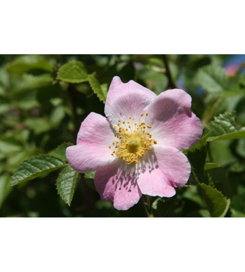 Rubiginosa
