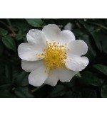 Rosa sempervirens