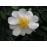 Rosa sempervirens