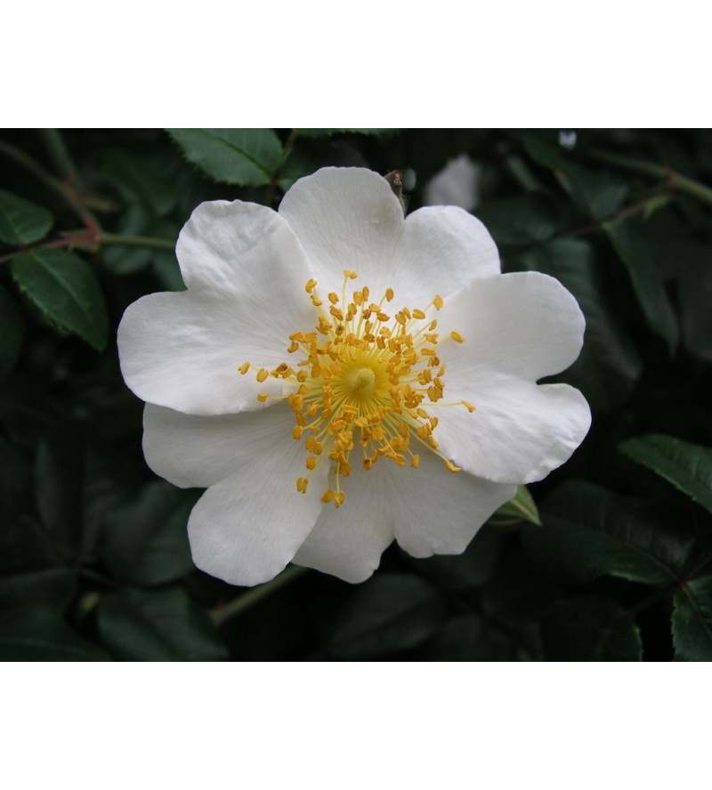 Rosa sempervirens