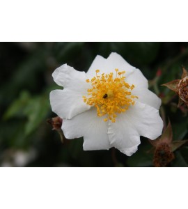 Rosa sempervirens