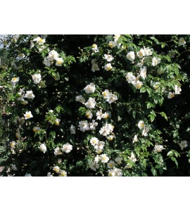 Rosa sempervirens
