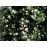 Rosa sempervirens