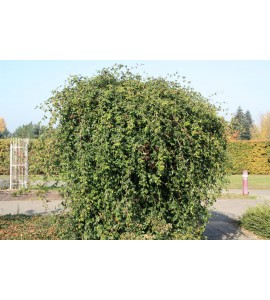 Rosa sempervirens