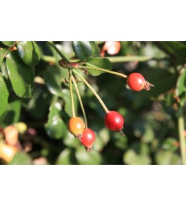 Rosa sempervirens