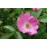 Rosa soulieana