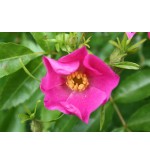Rosa soulieana