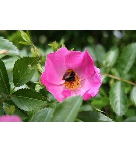Rosa soulieana