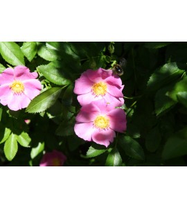 Rosa soulieana