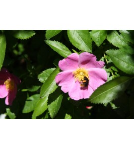 Rosa soulieana