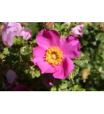 R. stellata marifica