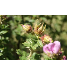 R. stellata marifica