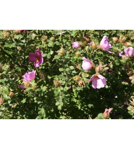 R. stellata marifica