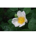 Rosa macrantha