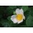 Rosa macrantha
