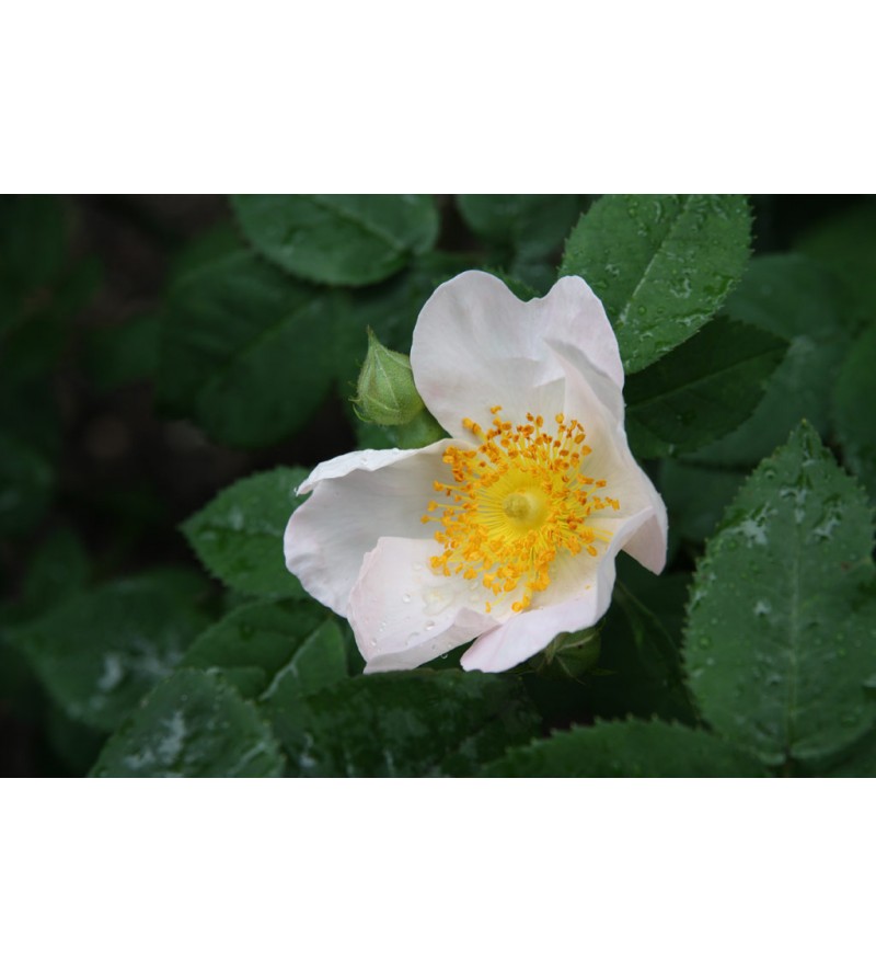 Rosa macrantha