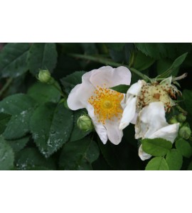 Rosa macrantha