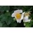 Rosa macrantha