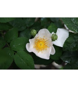Rosa macrantha
