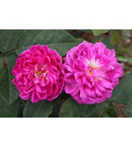 Rose de Rescht (Rose de Resht)