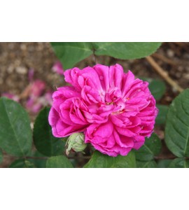 Rose de Rescht (Rose de Resht)