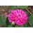 Rose de Rescht (Rose de Resht)