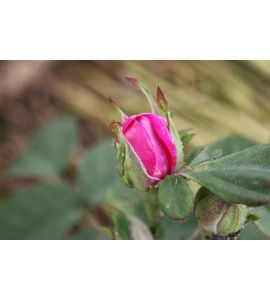 Rose de Rescht (Rose de Resht)