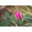 Rose de Rescht (Rose de Resht)