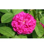 Rose de Rescht (Rose de Resht)
