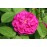 Rose de Rescht (Rose de Resht)