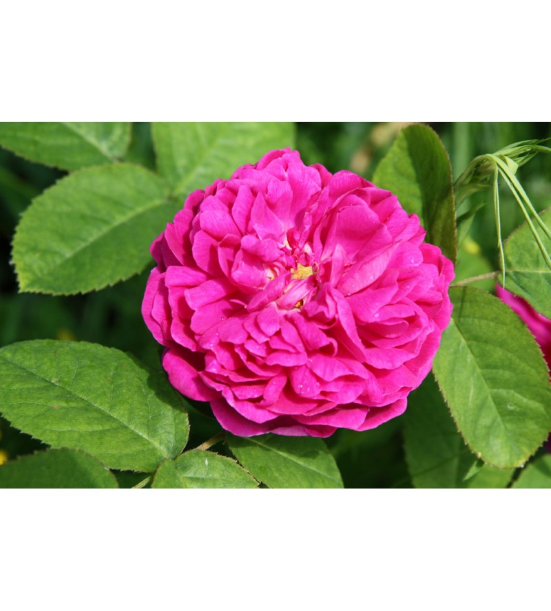 Rose de Rescht (Rose de Resht)