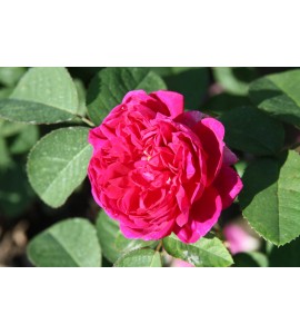 Rose de Rescht (Rose de Resht)