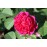 Rose de Rescht (Rose de Resht)