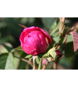 Rose de Rescht (Rose de Resht)