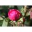 Rose de Rescht (Rose de Resht)