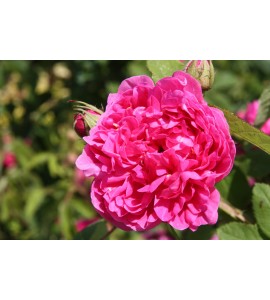 Rose du Roi