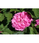 Rose du Roi