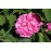 Rose du Roi
