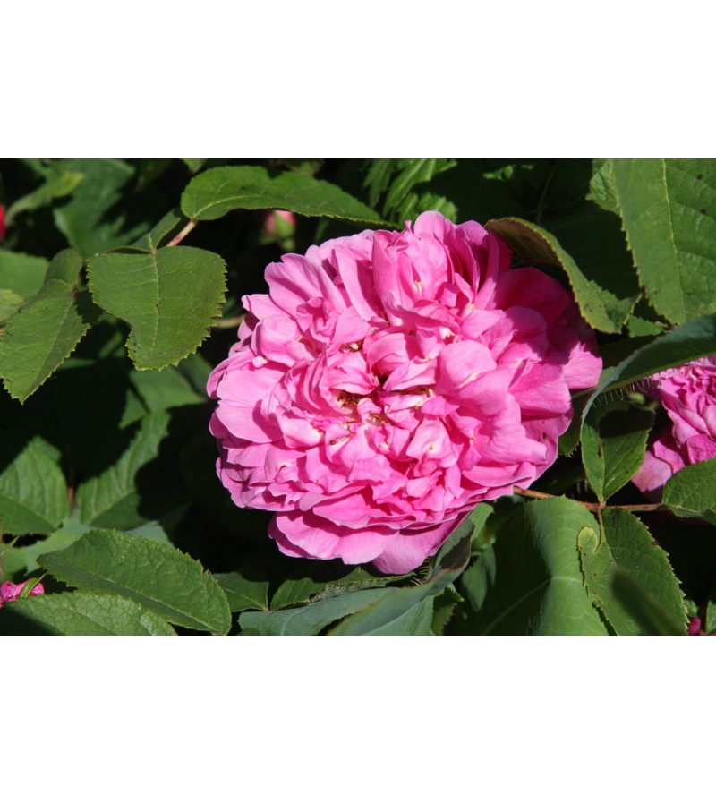 Rose du Roi